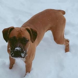 Meet your Posher, Sheldon